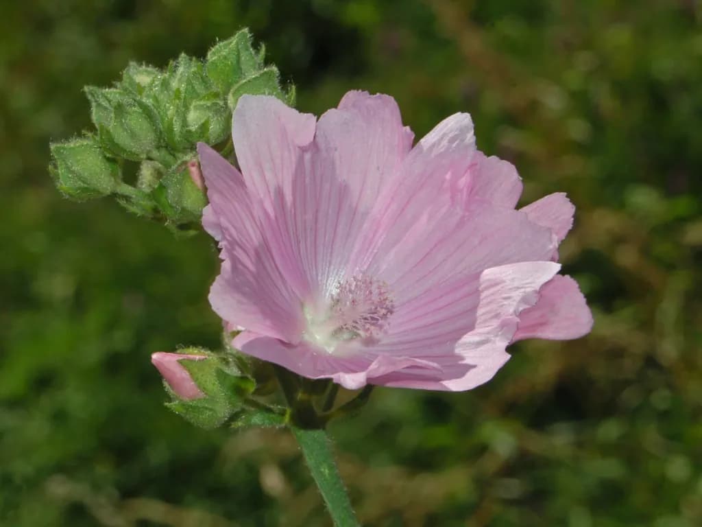 Malva alcea - Photo 5 sur 6