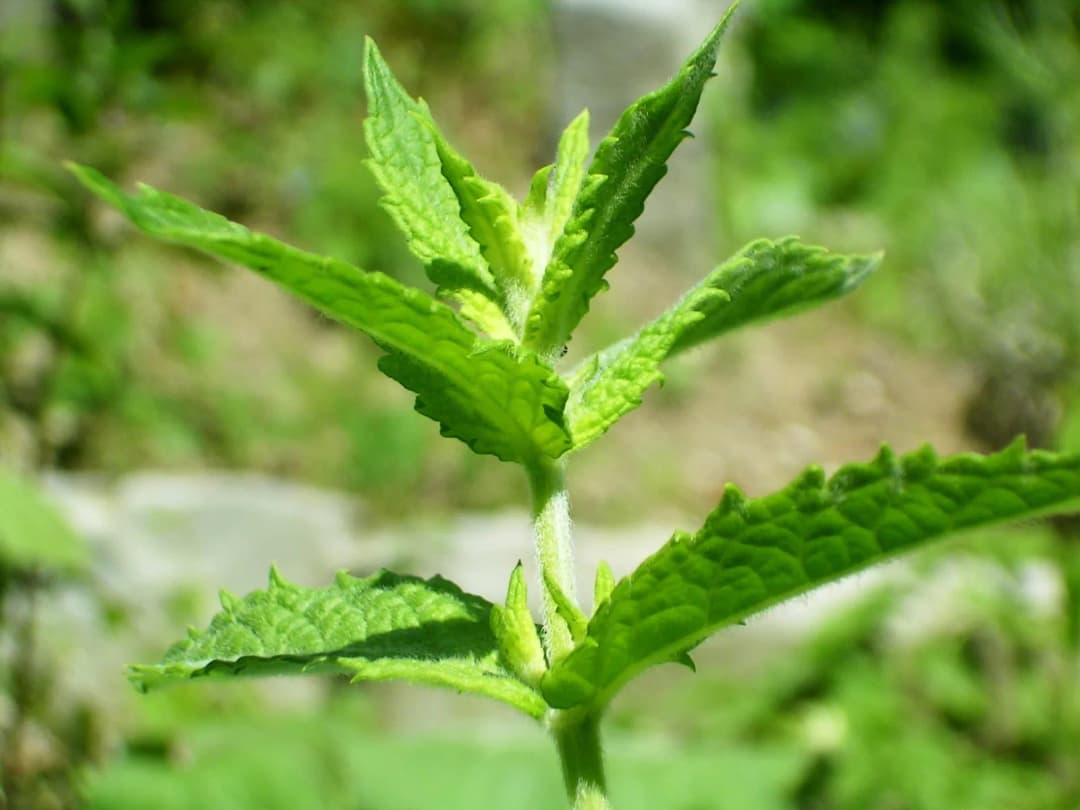Mentha spicata - Photo 5 sur 5