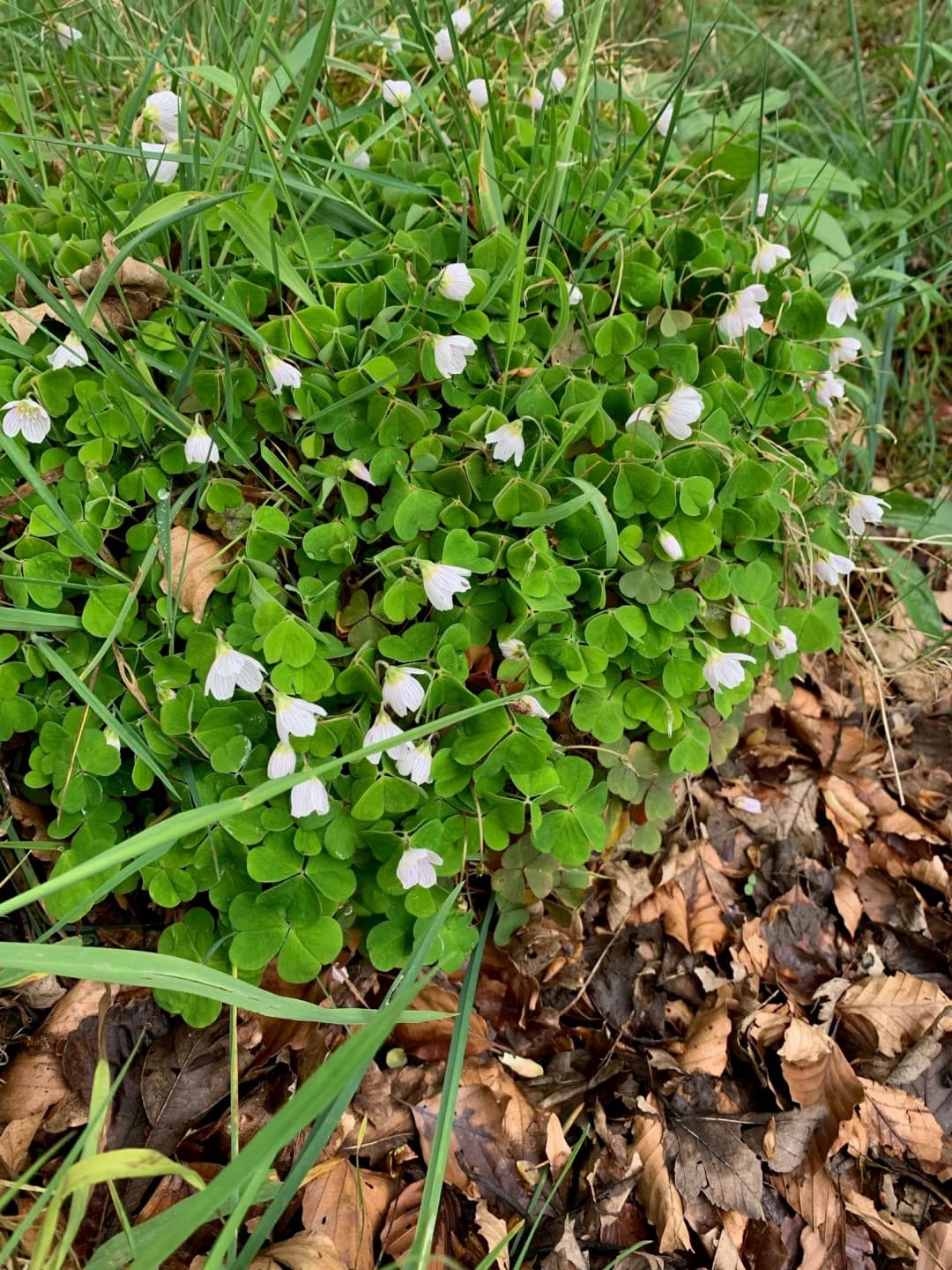 Oxalis acetosella - Photo 5 sur 5