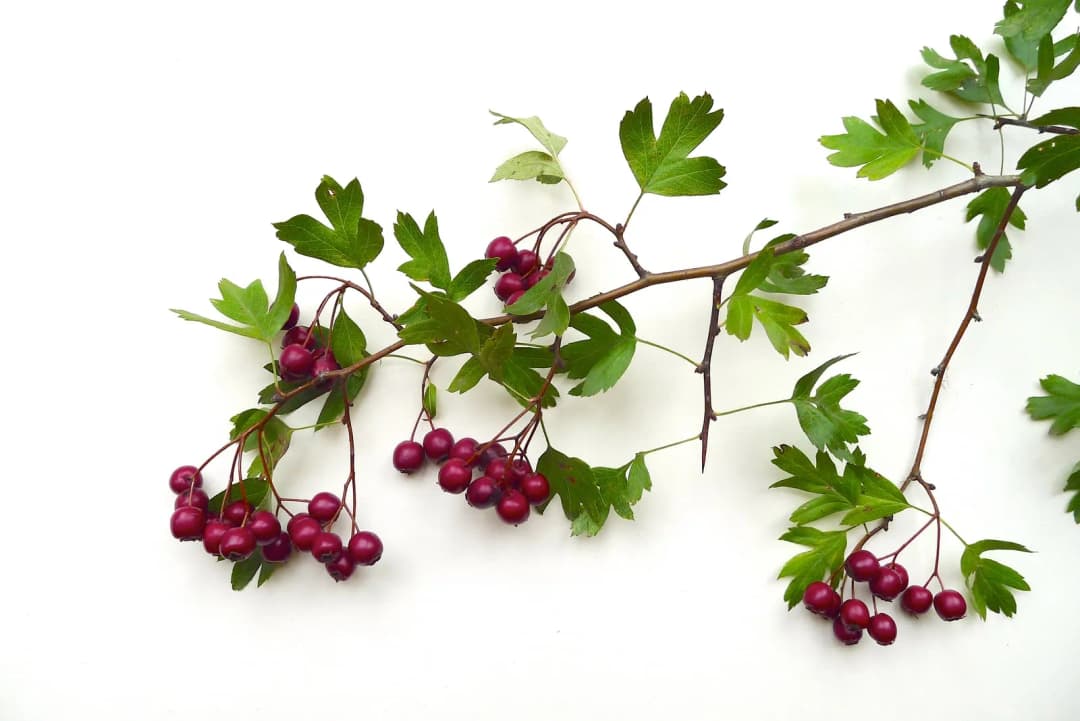 Crataegus sp. - Photo 2 sur 6