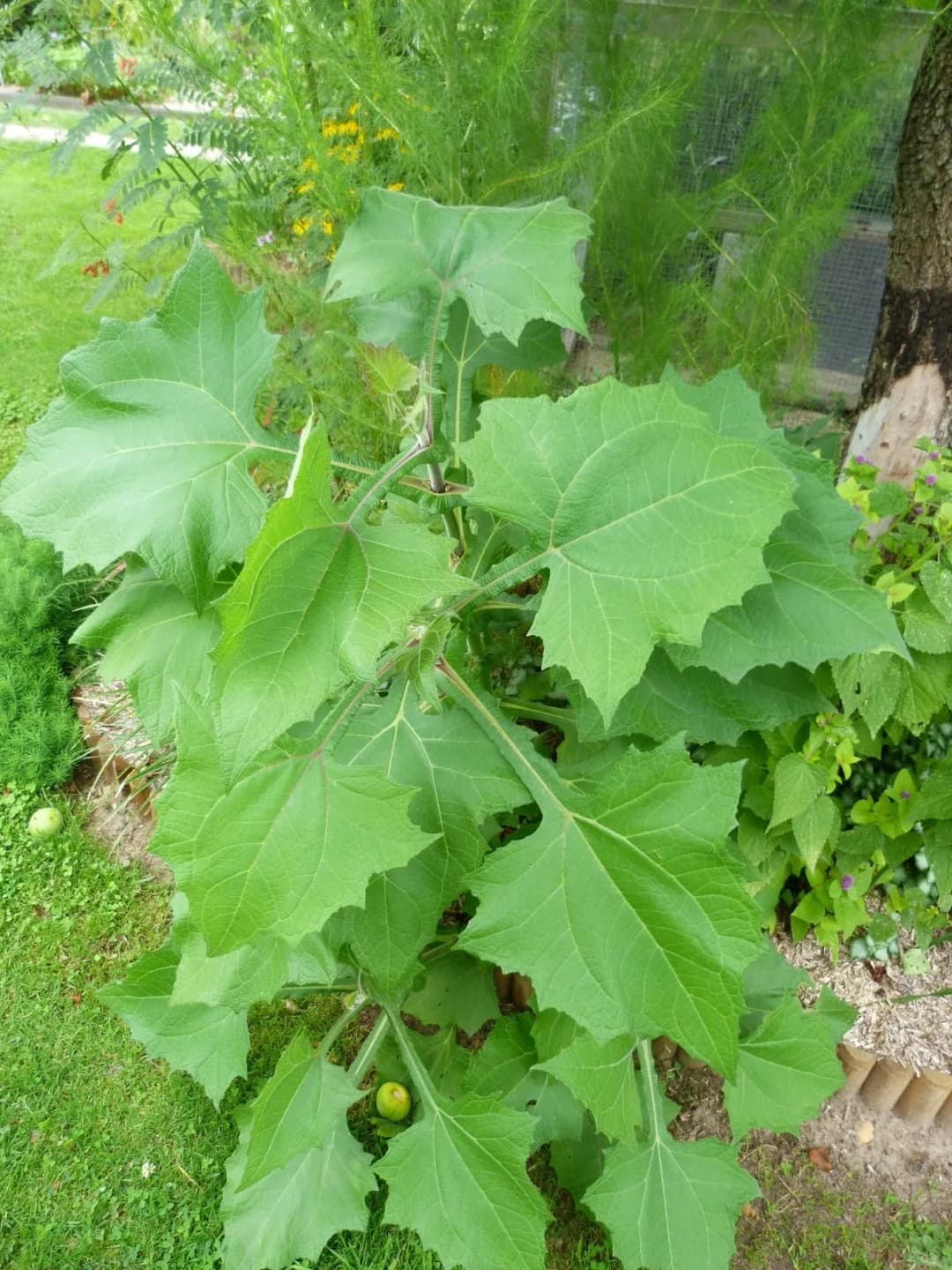 Polymnia edulis - Photo 5 sur 8