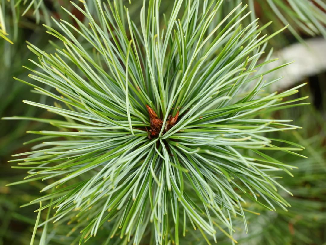 Pinus koraiensis - Photo 3 sur 6