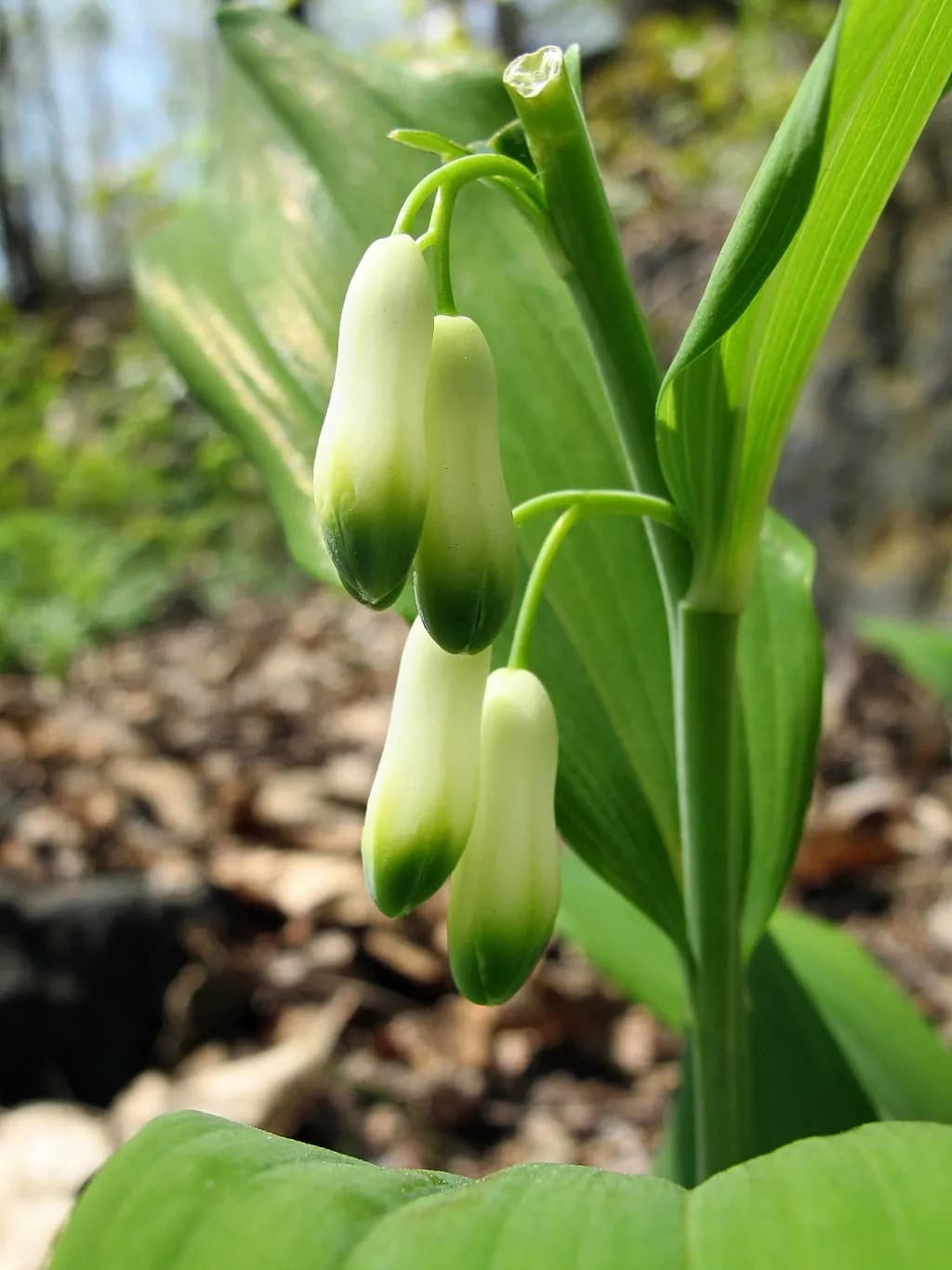 Polygonatum biflorum - Photo 3 sur 4