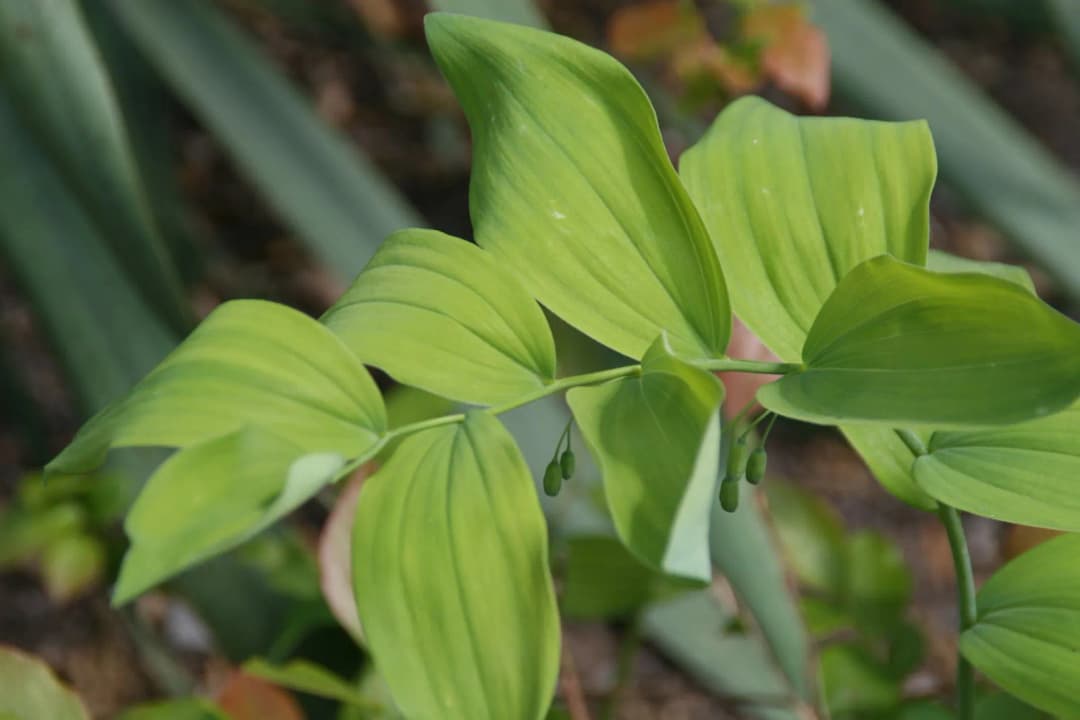 Polygonatum biflorum - Photo 4 sur 4