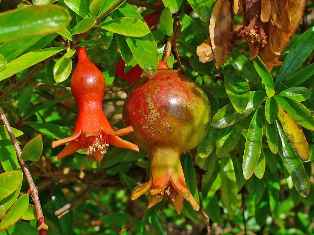 Punica granatum - Photo 4 sur 4