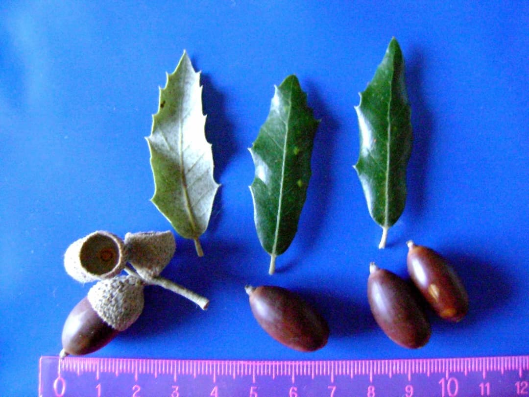 Quercus ilex ballota (Chêne vert doux) 'Valenciana dulce' - Photo 3 sur 3