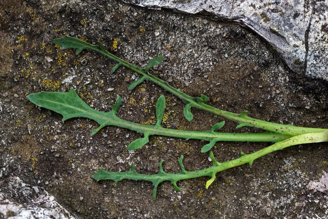 Reichardia picroides - Photo 3 sur 4