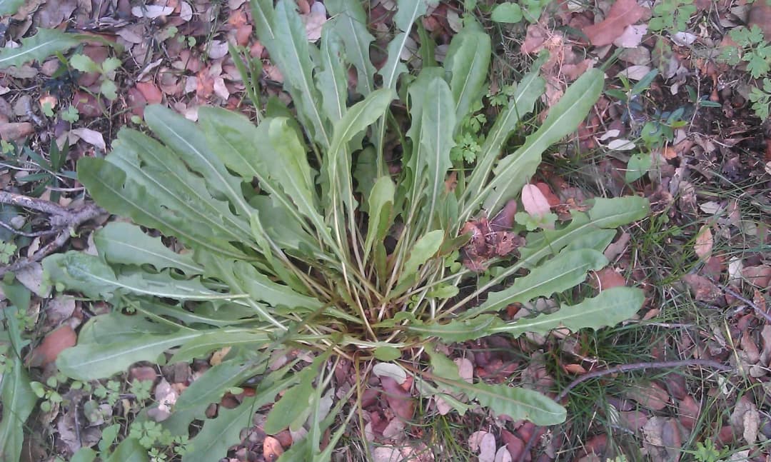 Reichardia picroides - Photo 4 sur 4