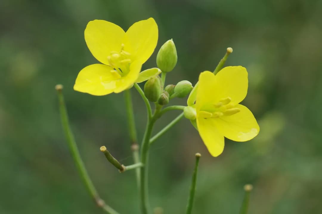 Diplotaxis tenuifolia - Photo 3 sur 4