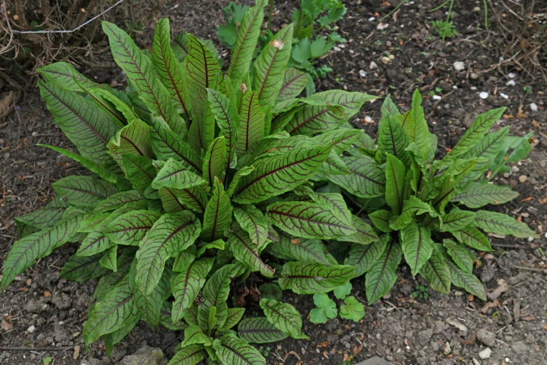 Rumex sanguineus - Photo 2 sur 4