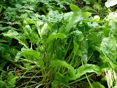 Photo de Petite oseille (Rumex acetosa), Couvre-sol