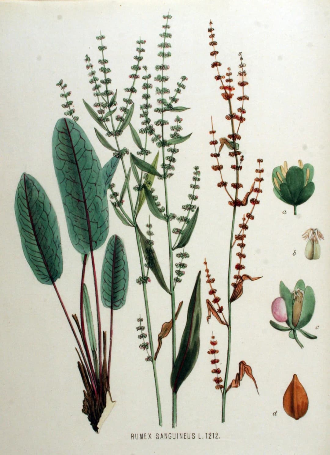 Rumex sanguineus - Photo 3 sur 4