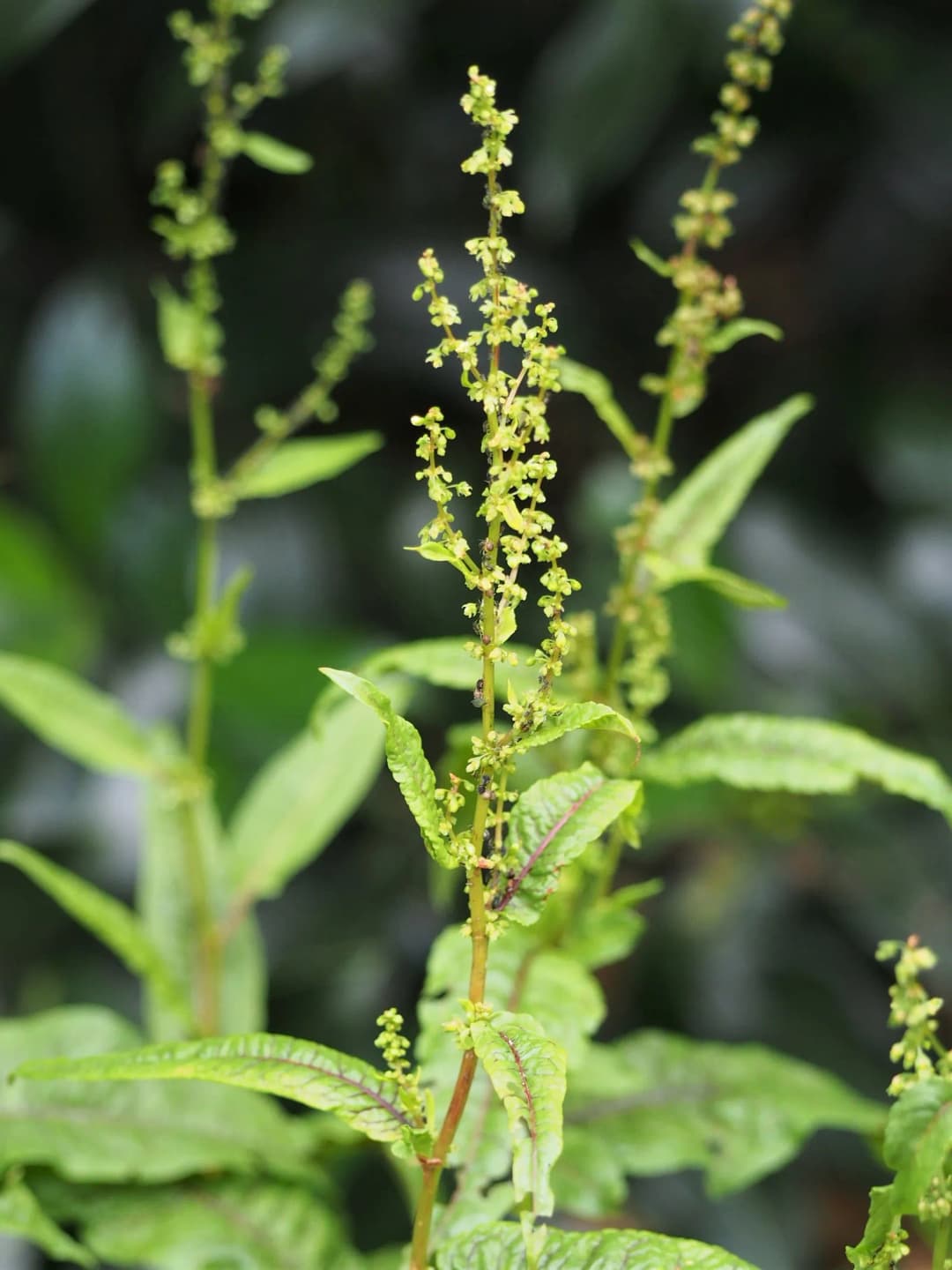 Rumex sanguineus - Photo 4 sur 4