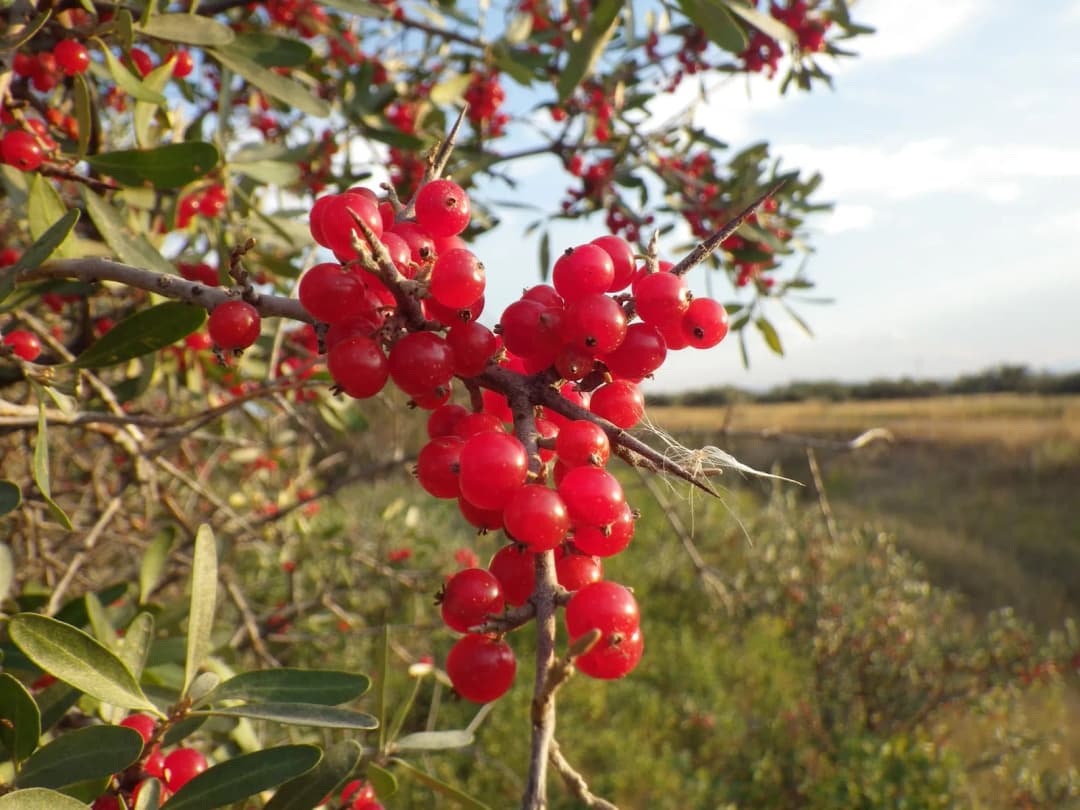 Shepherdia - Photo 2 sur 3