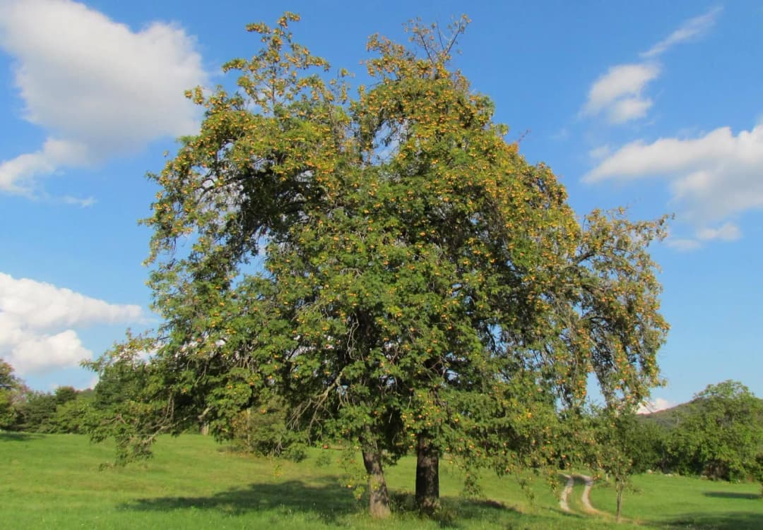 Sorbus domestica - Photo 6 sur 6