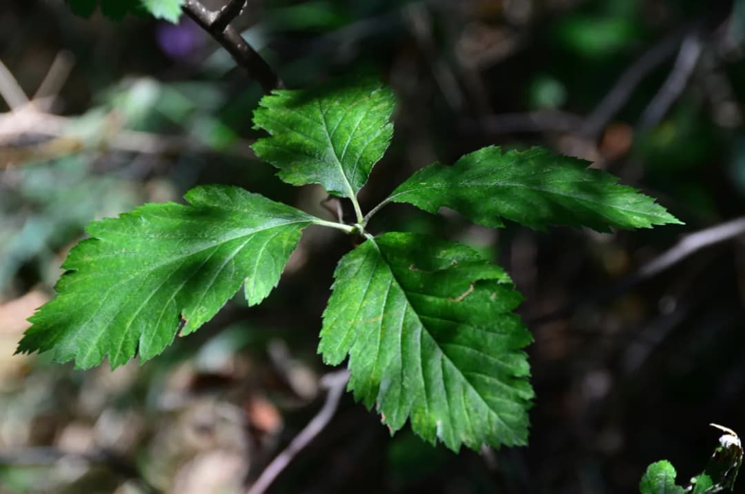 Sorbus latifolia - Photo 7 sur 8