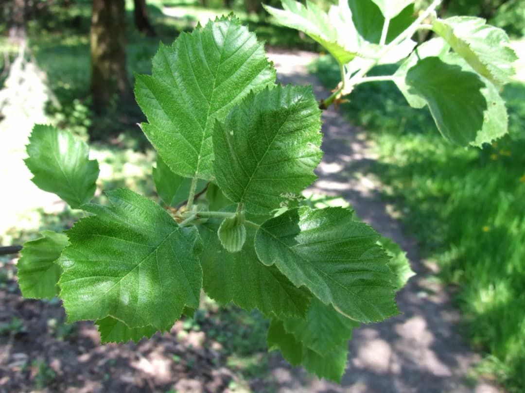 Sorbus latifolia - Photo 2 sur 8
