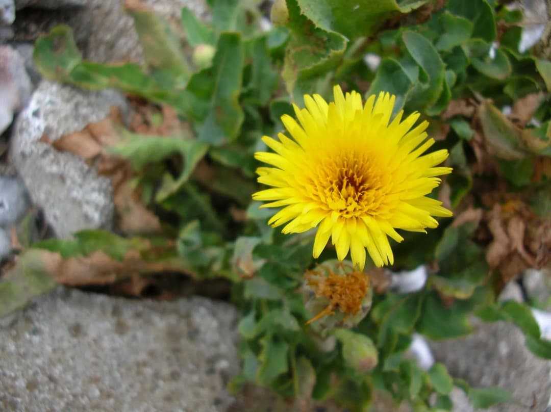 Reichardia picroides - Photo 2 sur 4