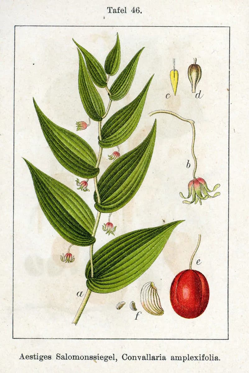 Streptopus amplexifolius - Photo 2 sur 3