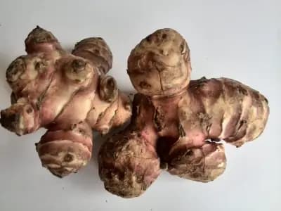 Photo de Topinambour (Helianthus tuberosus), Rhizosphère