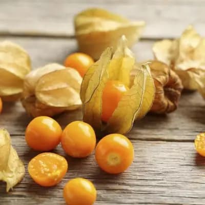Photo de Coqueret du Pérou (Physalis peruviana), Couvre-sol