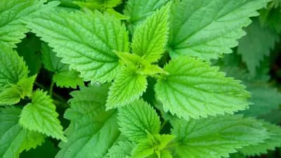 Photo de Ortie (Urtica dioica), Couvre-sol