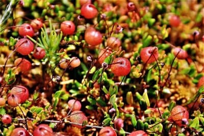 Photo de Canneberge (Vaccinium oxycoccos), Arbuste