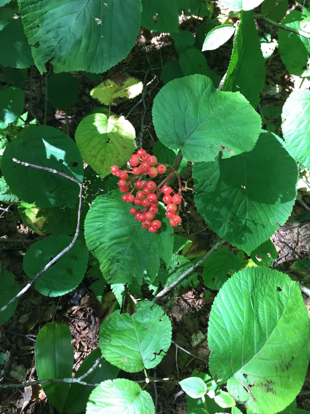 Viburnum lantanoides - Photo 4 sur 5