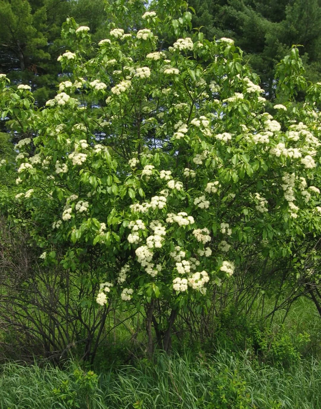 Viburnum lentago - Photo 3 sur 4