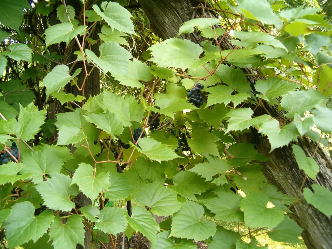 Vitis riparia - Photo 5 sur 6