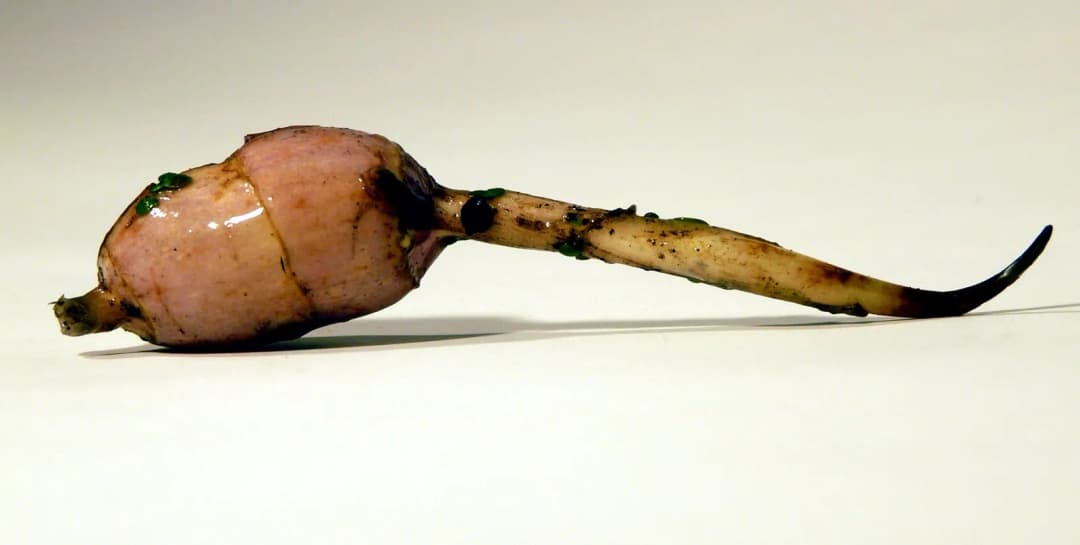 Sagittaria sagittifolia - Photo 2 sur 4