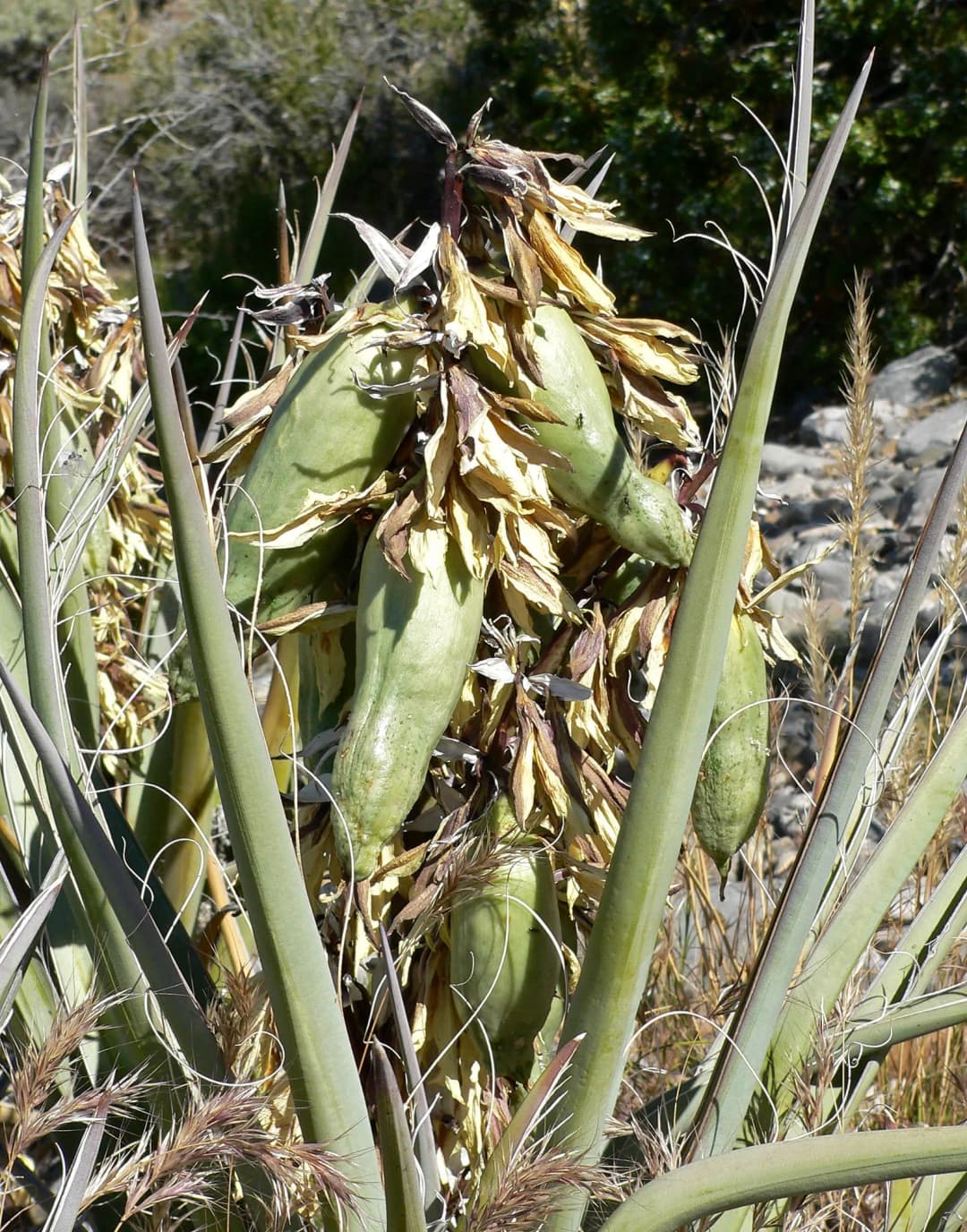 Yucca baccata - Photo 4 sur 5
