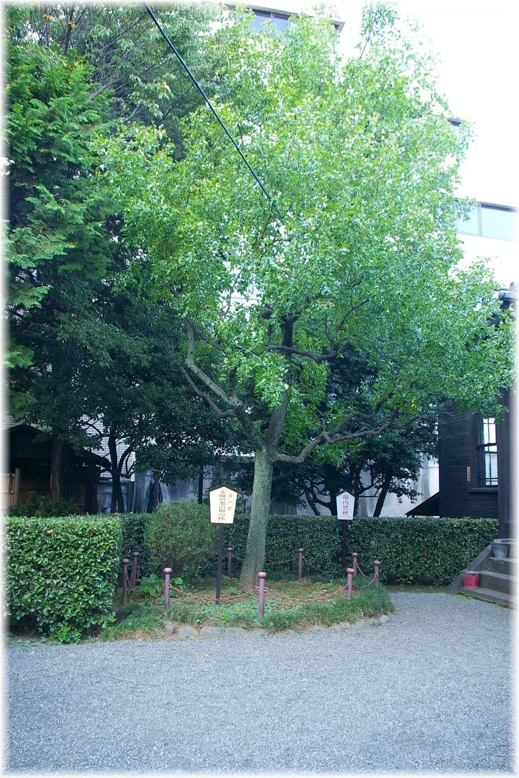 Ziziphus jujuba - Photo 2 sur 5