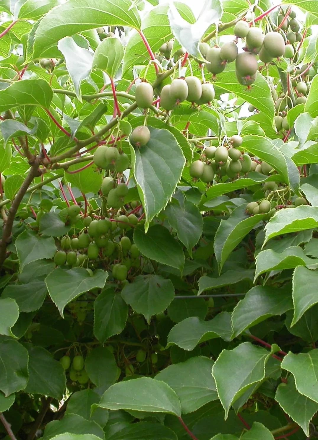 Actinidia arguta - Photo 5 sur 5
