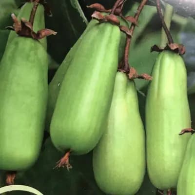 Photo de Kiwaï (Actinidia kolomikta), Grimpante