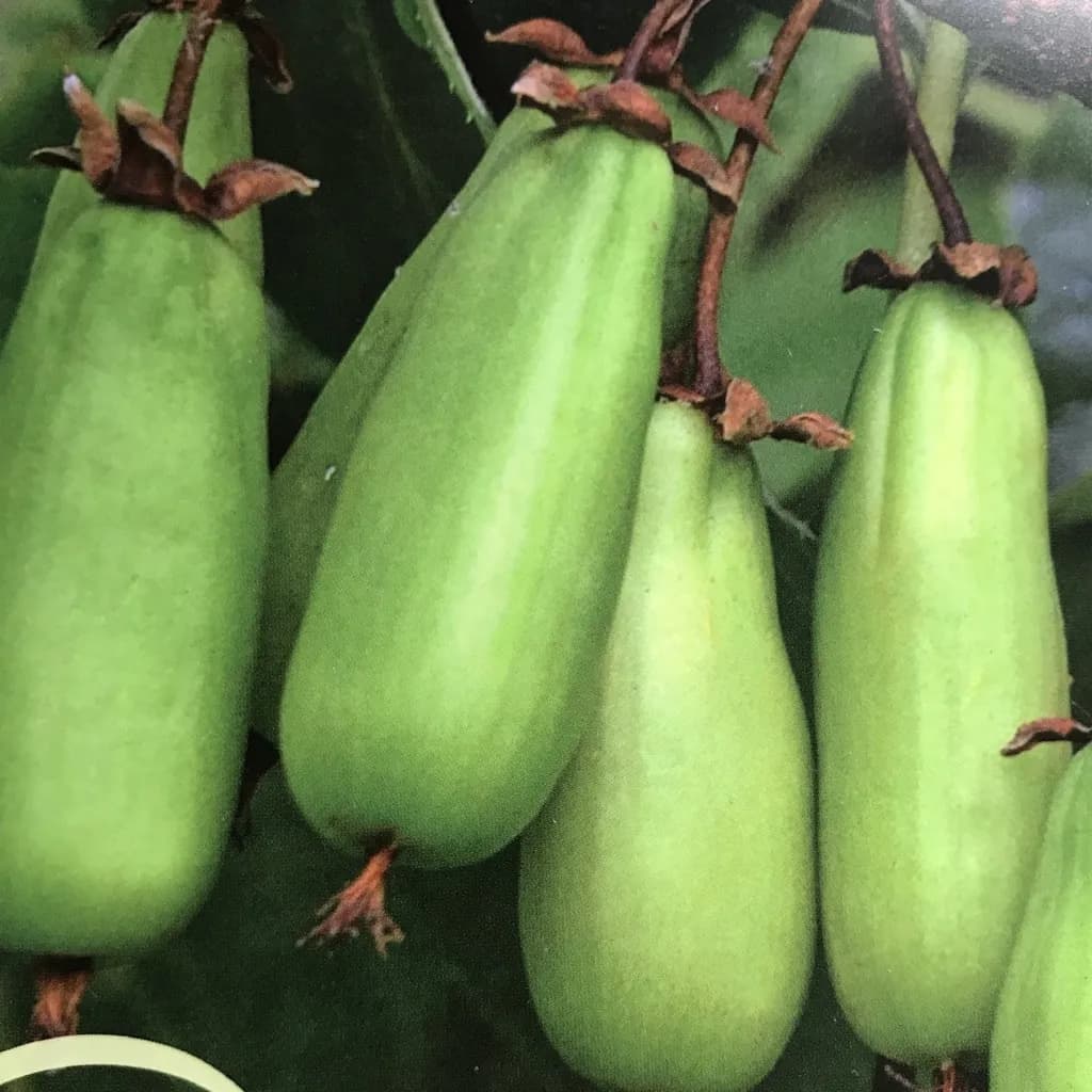 Actinidia kolomikta - Photo 1 sur 5