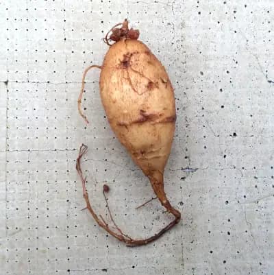 Photo de Apios de Fortune (Apios fortunei), Grimpante