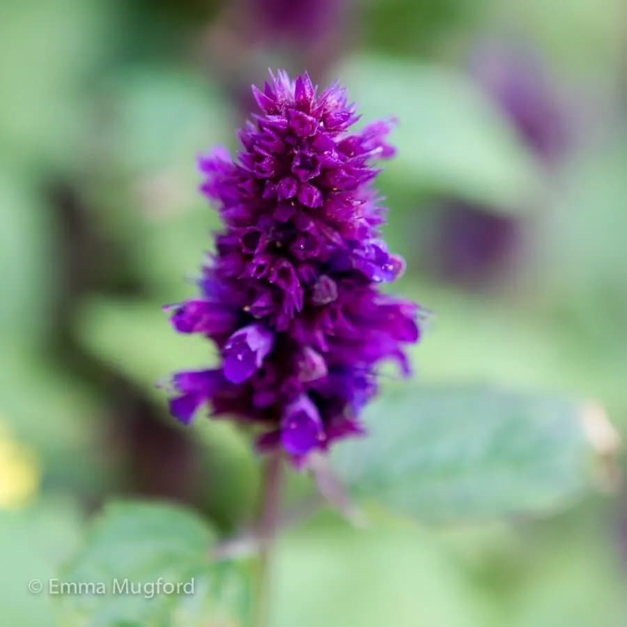 Agastache foeniculum - Photo 3 sur 3