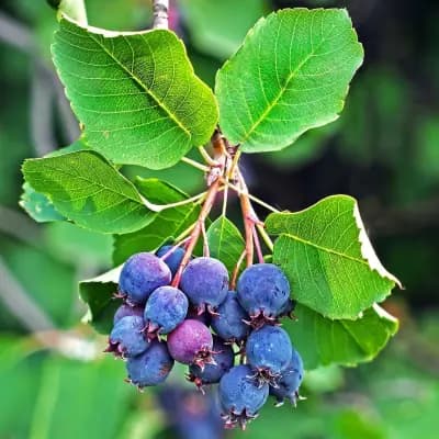 Photo de Aronie, Amélanchier à feuilles d'aulne (Amélanchier alnifolia), Petit arbre