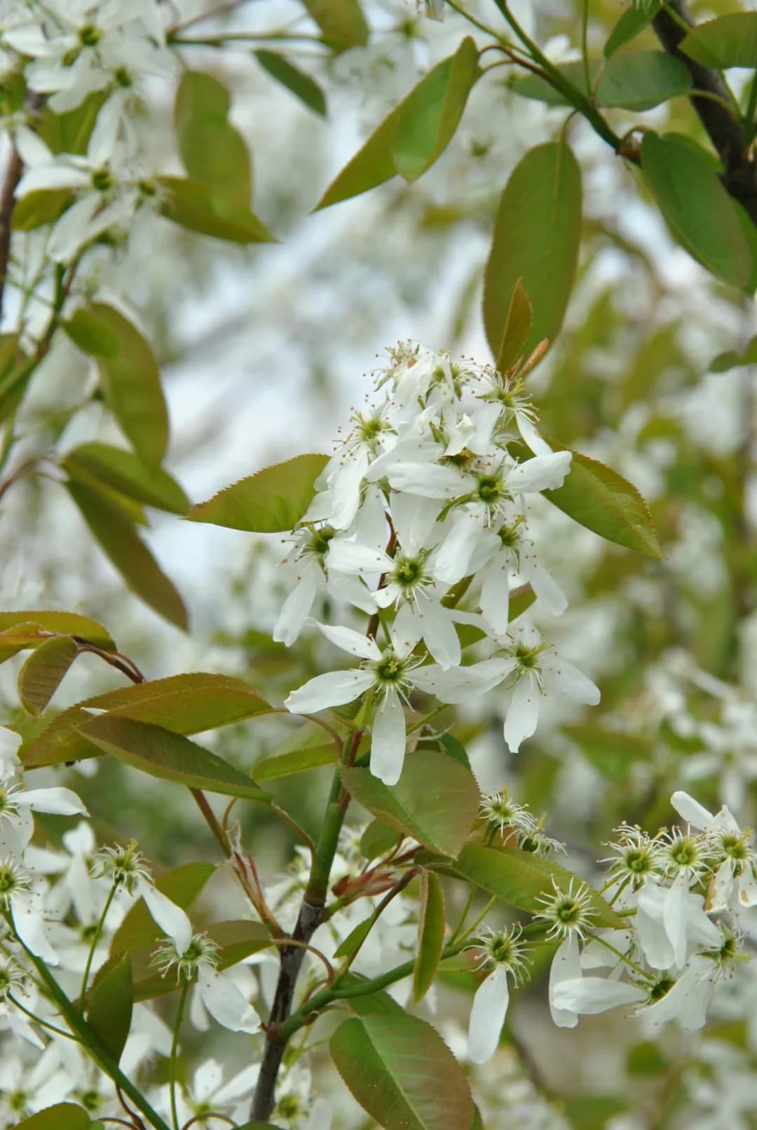 Amelanchier lamarckii 'Ballerina' - Photo 7 sur 7