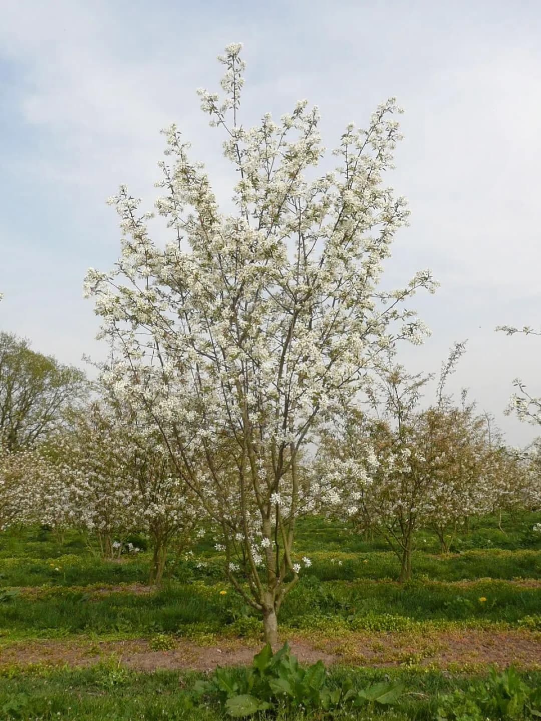 Amelanchier lamarckii 'Ballerina' - Photo 3 sur 7
