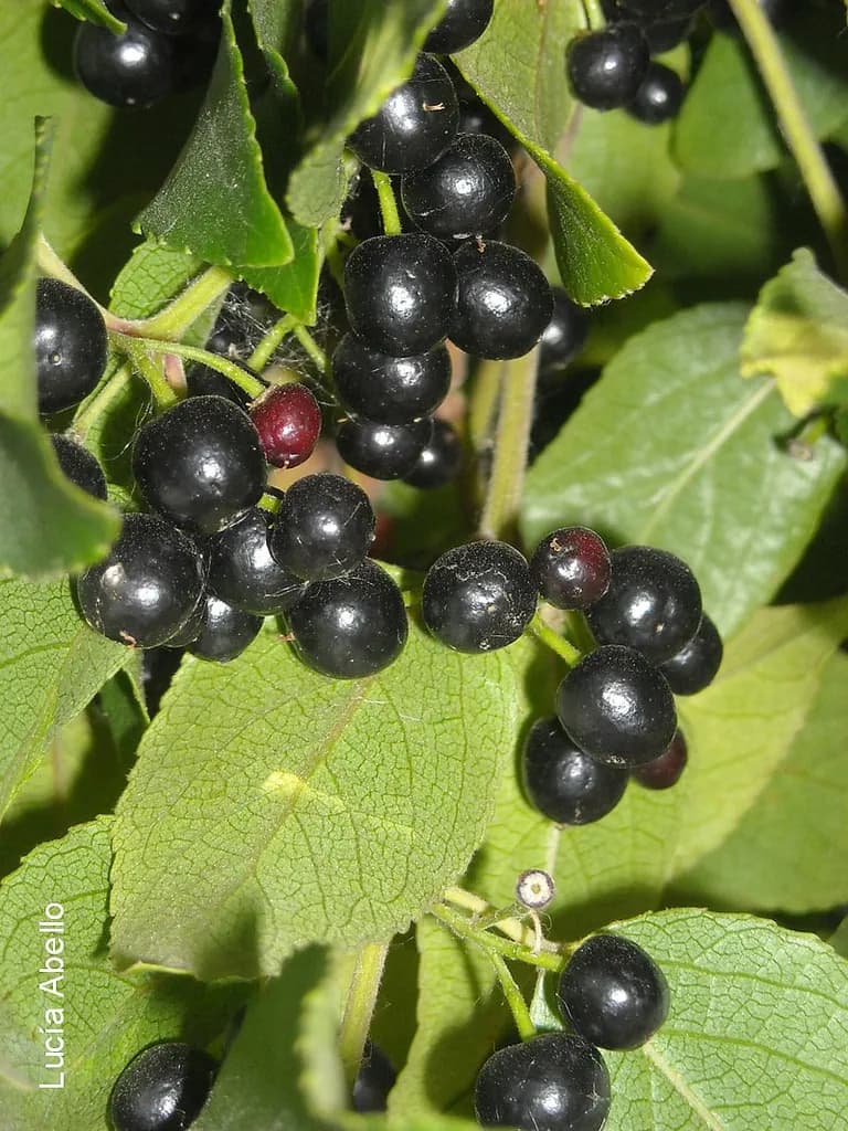 Aristotelia chilensis - Photo 4 sur 6