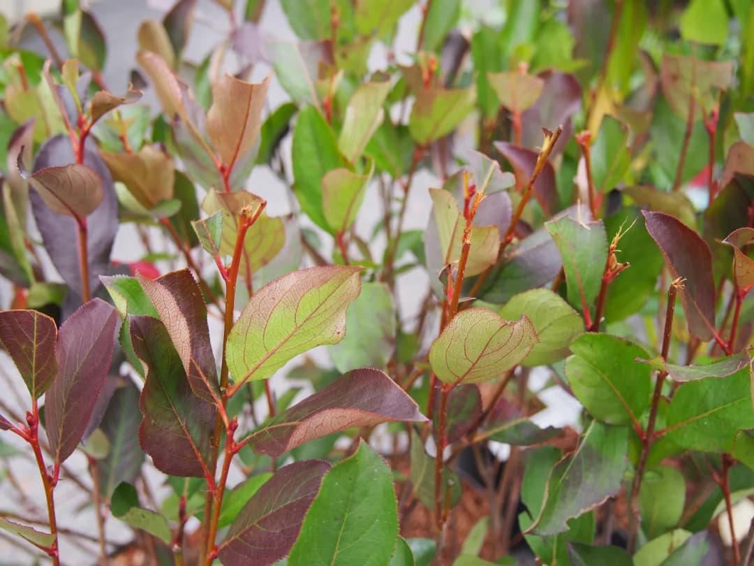 Aronia melanocarpa - Photo 4 sur 5