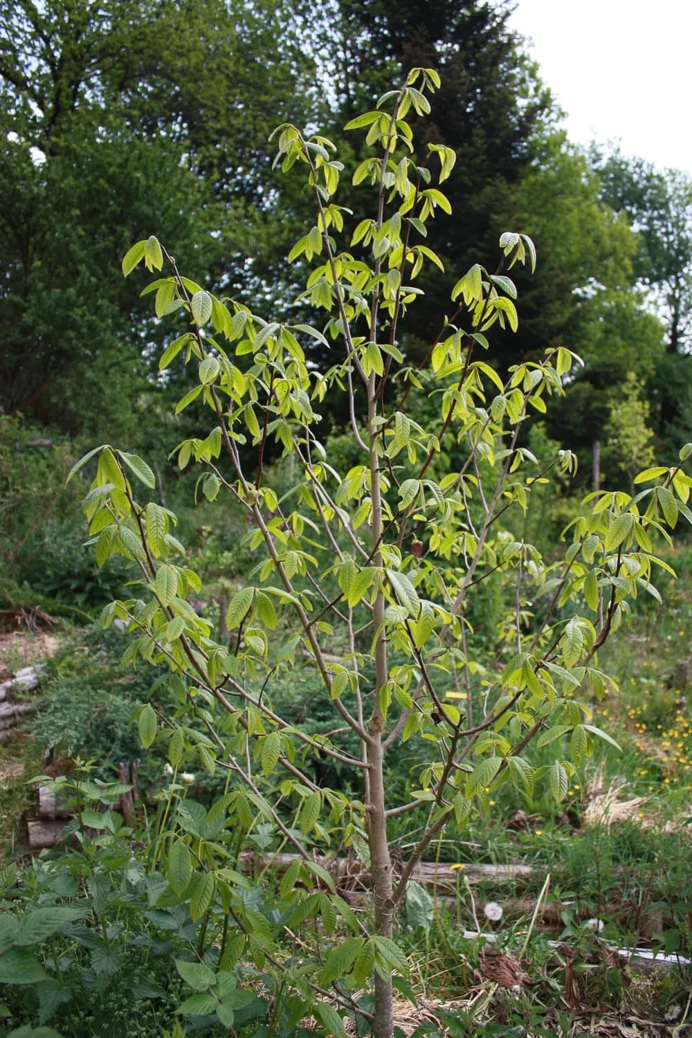 Asimina triloba - Photo 3 sur 5