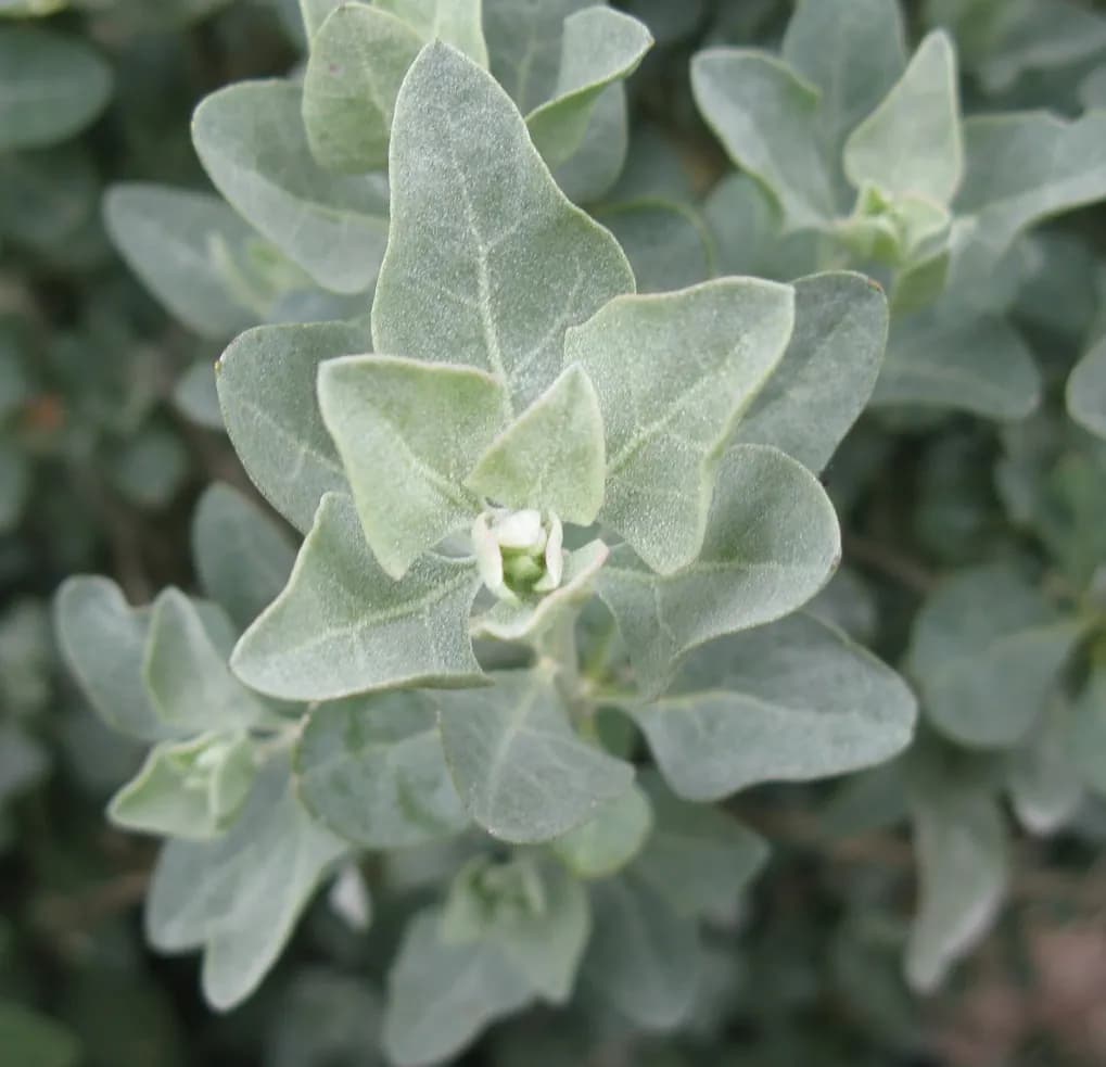 Atriplex halimus - Photo 4 sur 4