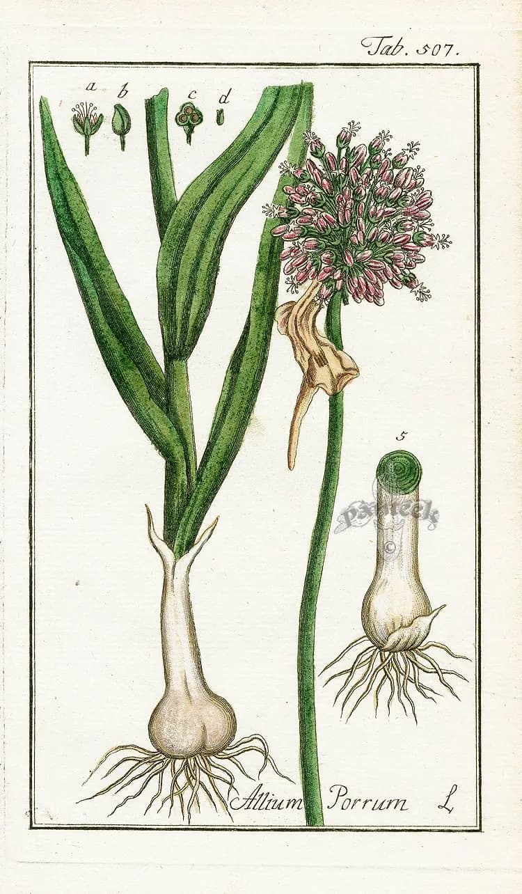 Allium porrum - Photo 2 sur 3