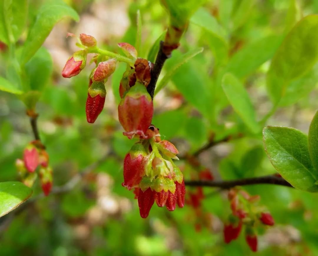 Gaylussacia baccata - Photo 3 sur 5