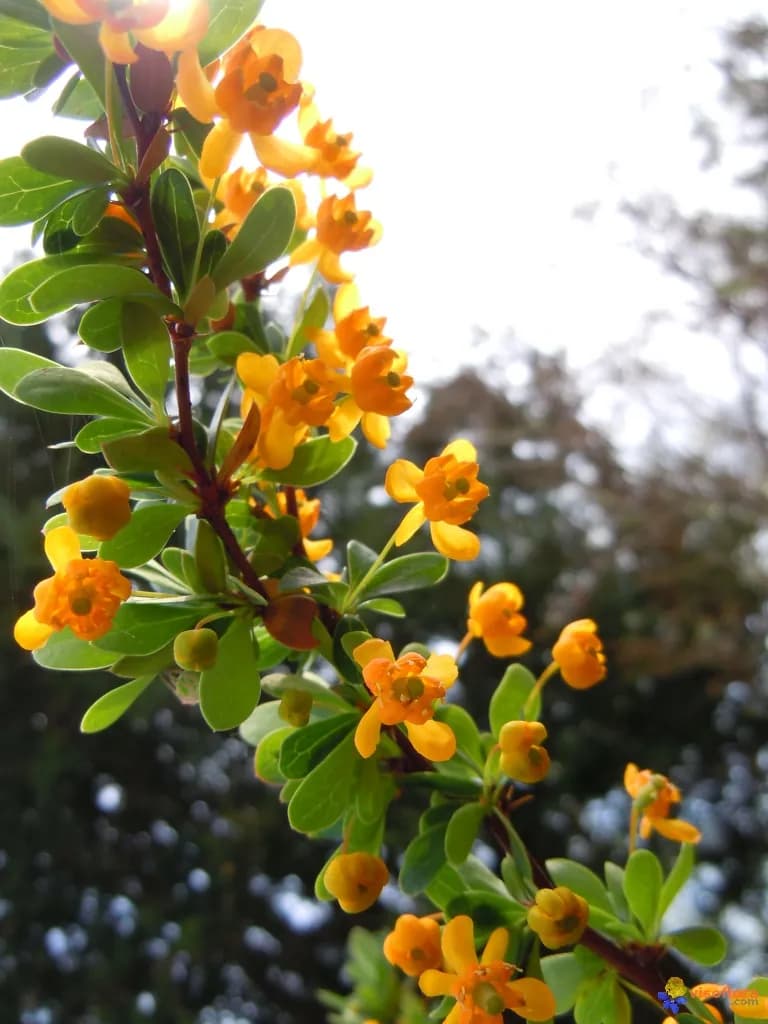 Berberis buxifolia - Photo 3 sur 9