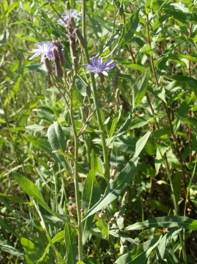 Photo de Laitue (Lactuca pulchella), Couvre-sol