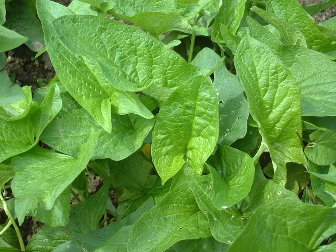 Chenopodium bonus-henricus - Photo 1 sur 6